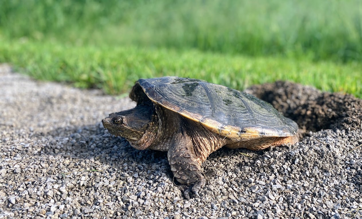 CMERC turtle.JPG